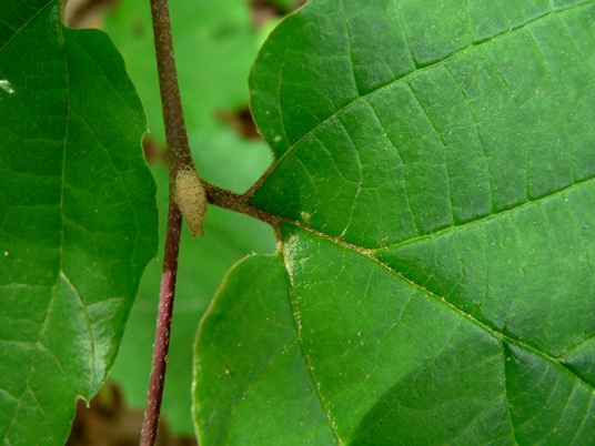 {Fothergilla major}